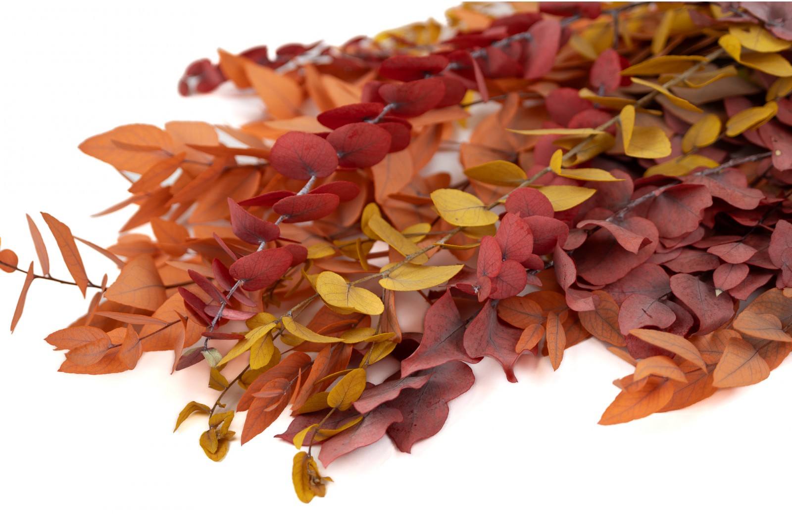 PHOCEALYS │Preserved Eucalyptus stuartiana│Sale to pros│Wholesaler of