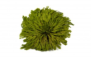 club-moss-stabilise-30.