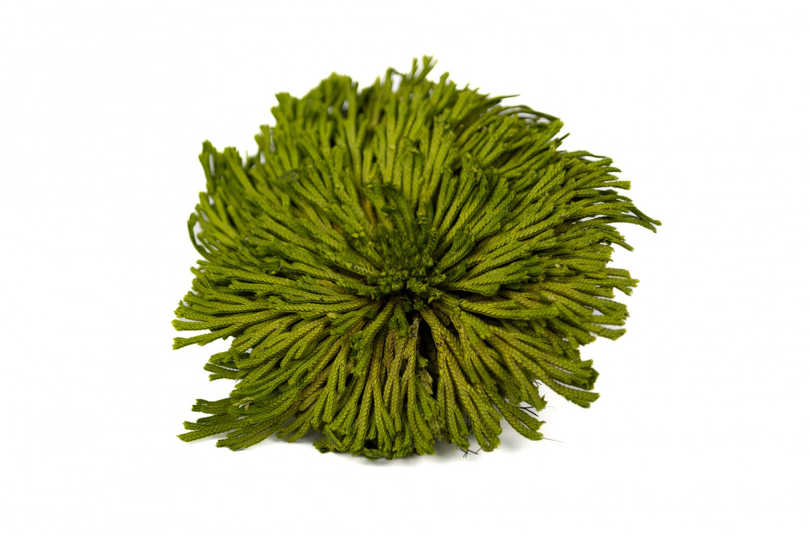 Stabilisierter club moss (30) stabilisierter-club-moss-30