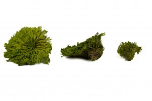 club-moss-stabilise-30.