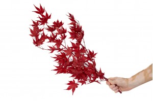 preserved-maple-30-l-size.