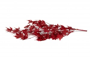 preserved-maple-30-l-size