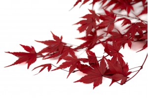 preserved-maple-30-l-size.