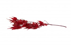 preserved-maple-30-l-size.