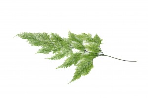 preserved-tabalia-fern-30.