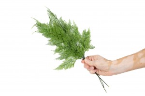 preserved-tabalia-fern-30.