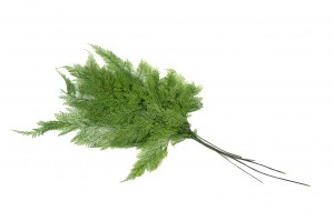 preserved-tabalia-fern-30.