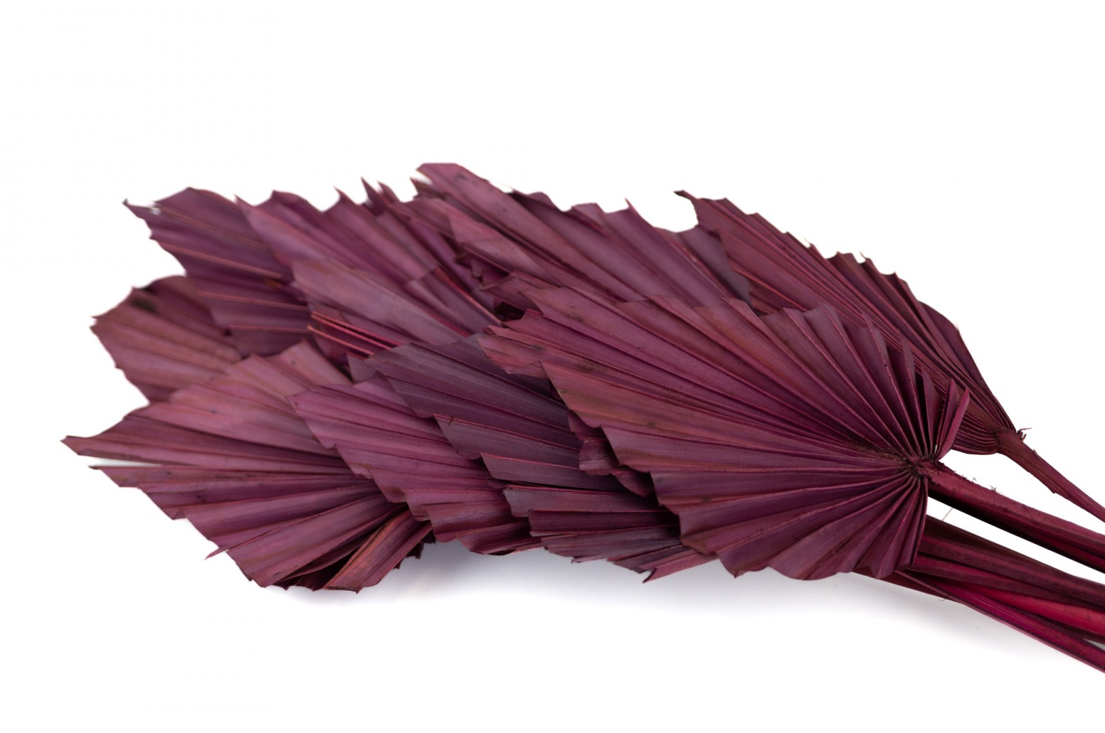 dried-palm-spear-8