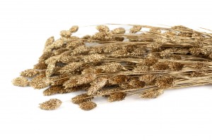 dried-phalaris-8