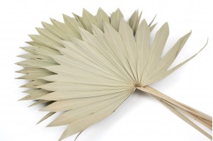 trockene-palme-sun-8.