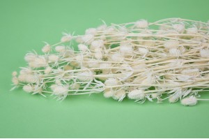 small-dried-thistle-19