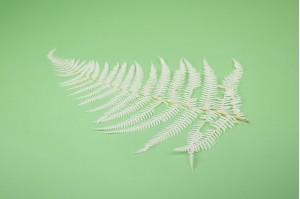 preserved-cinnamon-fern-19.