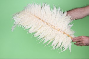 preserved-cinnamon-fern-19.