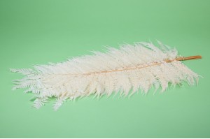 preserved-cinnamon-fern-19.