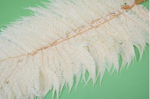 preserved-cinnamon-fern-19.