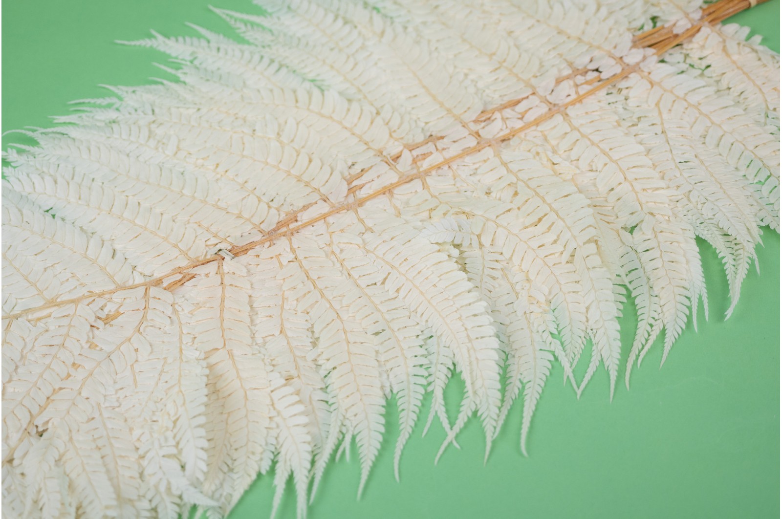 preserved-cinnamon-fern-19