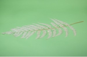 preserved-cinnamon-fern-19.