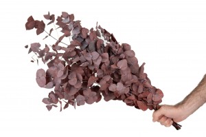 preserved-eucalyptus-cinerea-11.