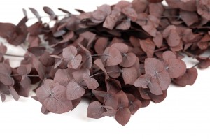 preserved-eucalyptus-cinerea-11.
