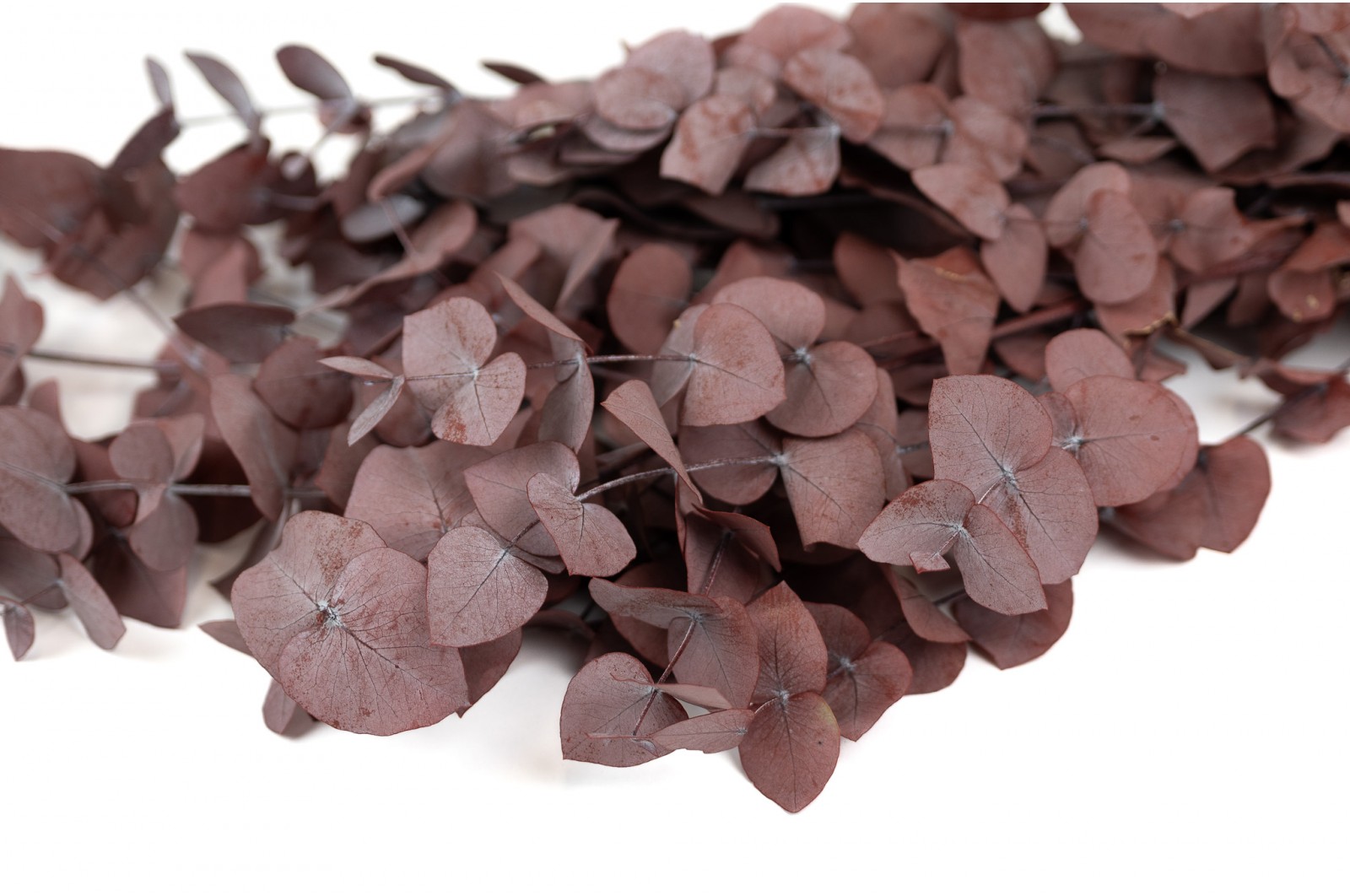 Preserved Eucalyptus Cinerea (11) preserved-eucalyptus-cinerea-11