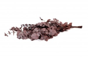 preserved-eucalyptus-cinerea-11.