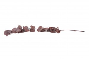 preserved-eucalyptus-cinerea-11.