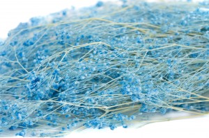 gypsophile-paniculata-stabilise-8.