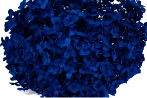 preserved-hydrangea-anna-31.
