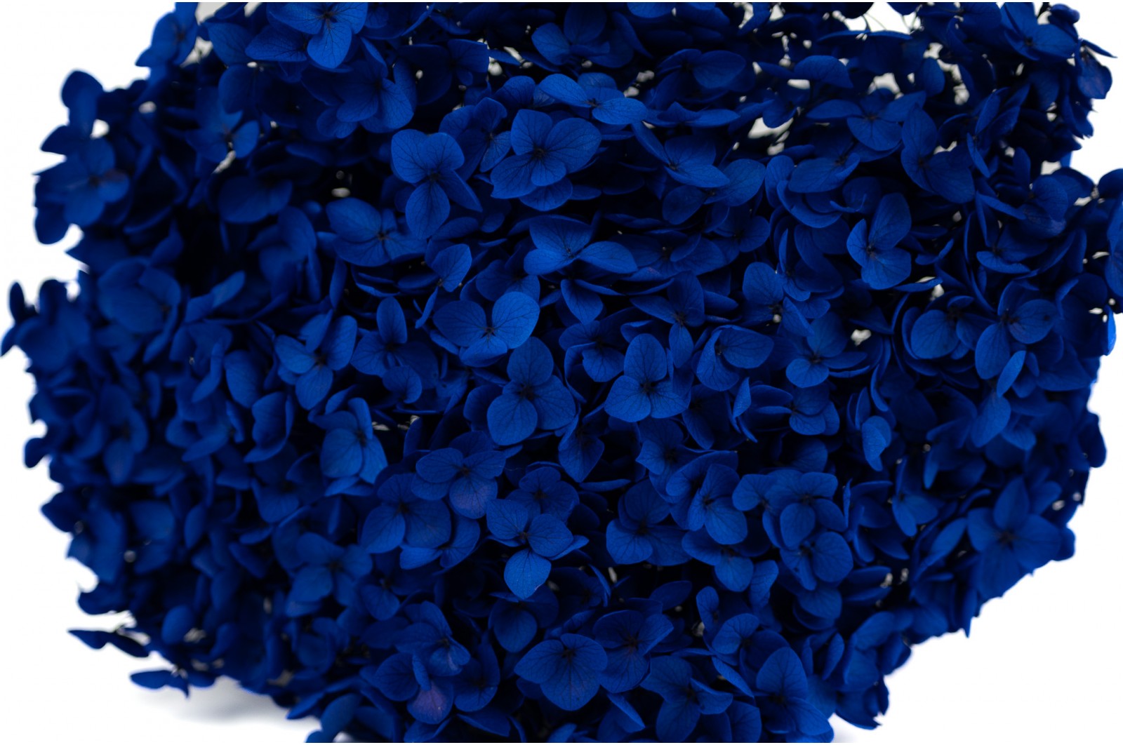 hortensia-anna-stabilise-31