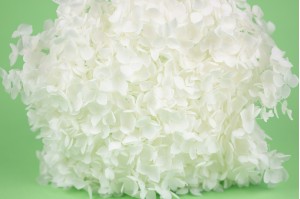 preserved-hydrangea-31