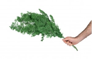 preserved-ming-fern-31.