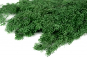 preserved-ming-fern-31.