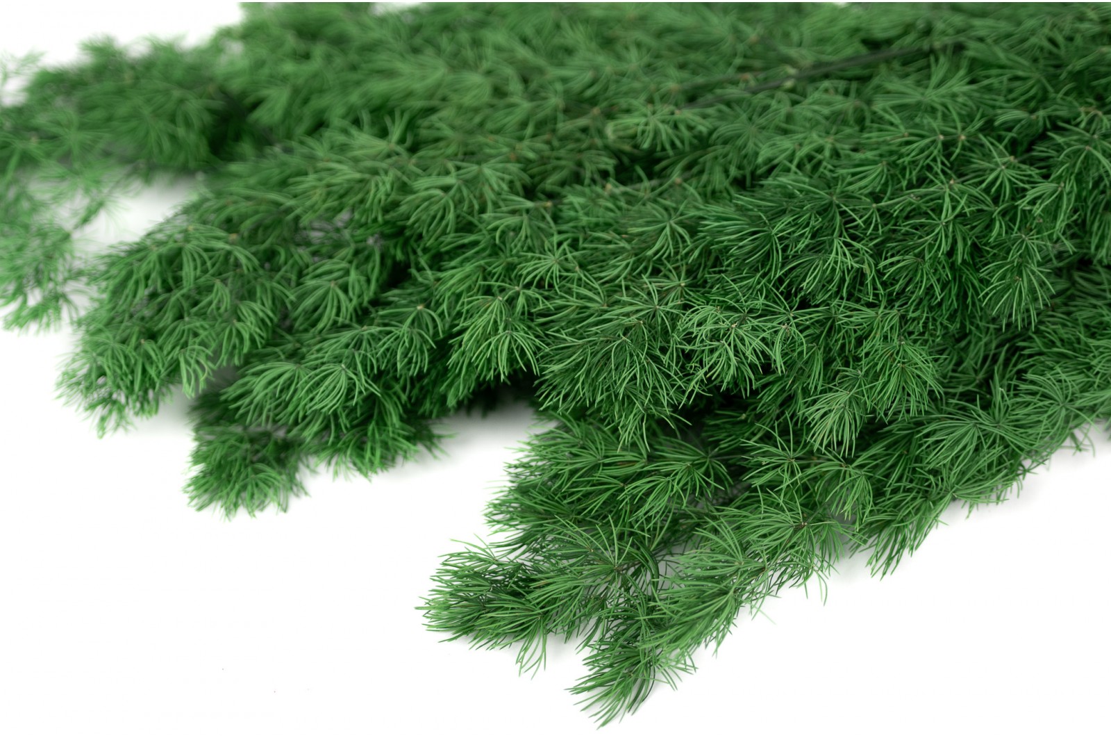 Preserved ming fern (31) preserved-ming-fern-31