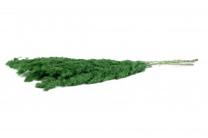 preserved-ming-fern-31.