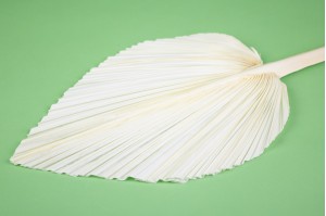 dried-palm-leaf-31.