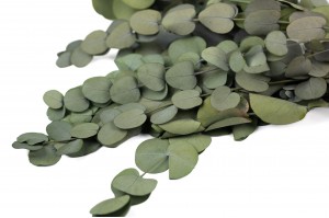 eucalyptus-silver-drop-stabilise-14