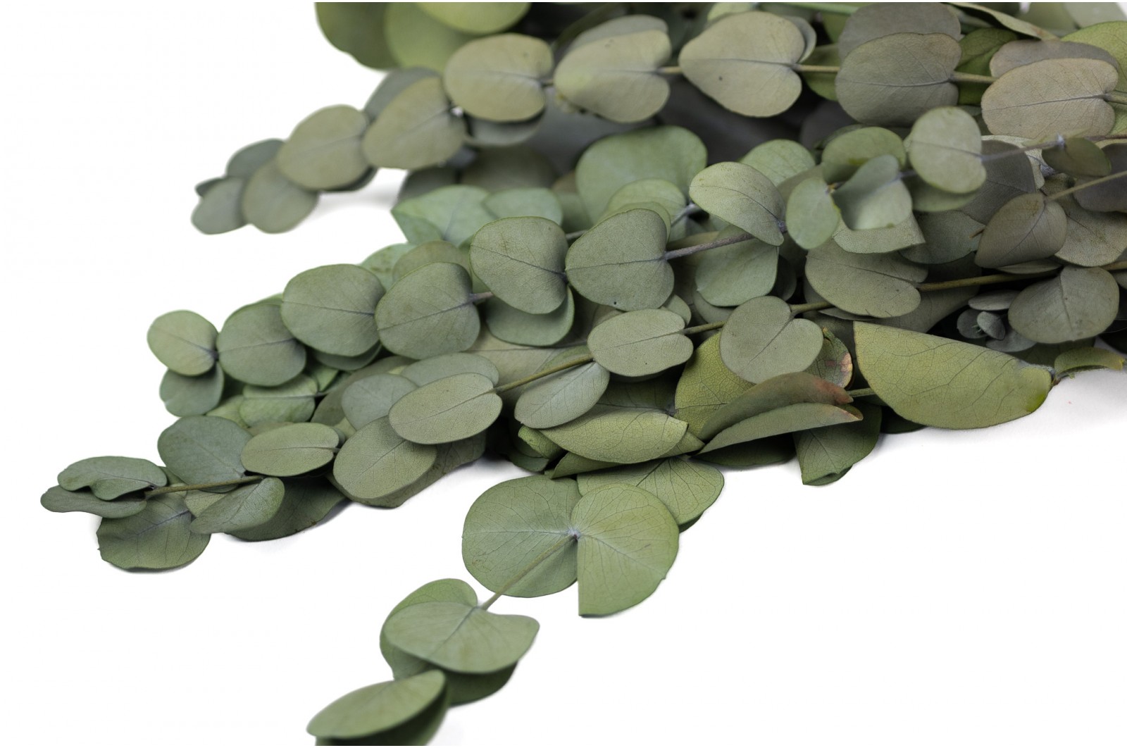 eucalyptus-silver-drop-stabilise-14