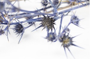 chardon-eryngium-sec-24