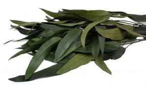 eucalyptus-globulus-stabilise-14.