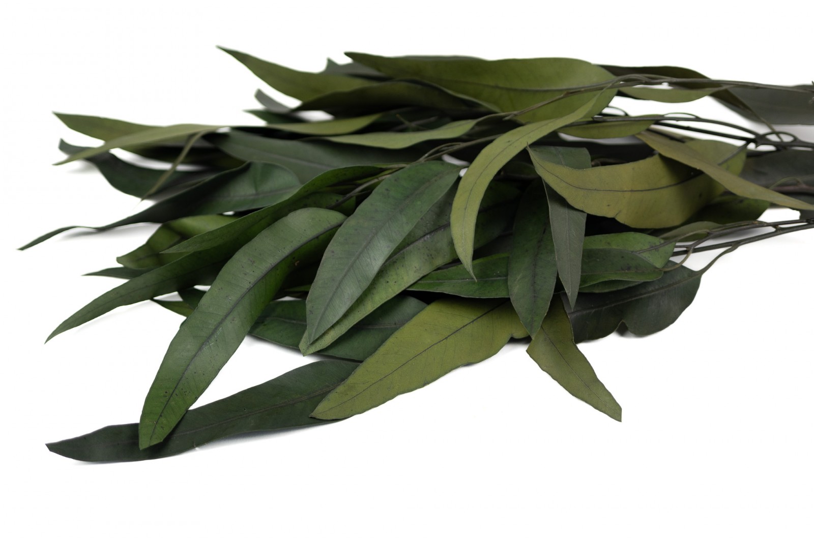 eucalyptus-globulus-stabilise-14