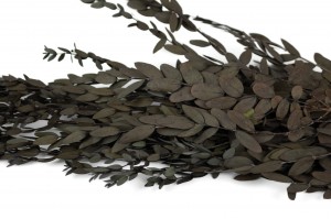 eucalyptus-parvifolia-stabilise-11.