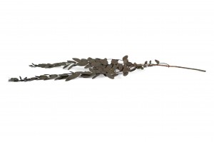 eucalyptus-parvifolia-stabilise-11.