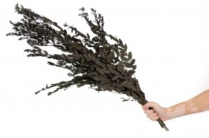 stabilisierte-eukalyptus-parvifolia-11.