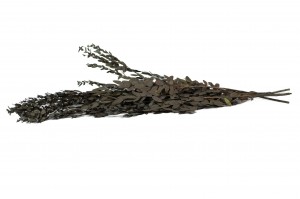 eucalyptus-parvifolia-stabilise-11.