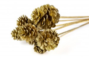 pine-cone-on-stem-29