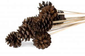 pine-cone-on-stem-29.