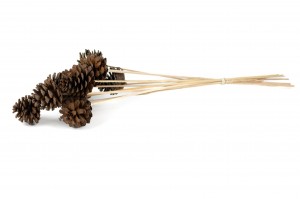 pine-cone-on-stem-29.