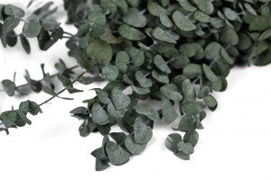 eucalyptus-baby-stabilise-14