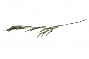 eucalyptus-willow-stabilise-14.
