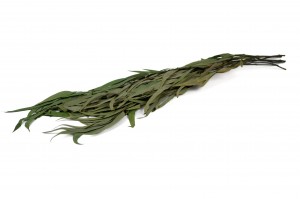 preserved-eucalyptus-willow-14.